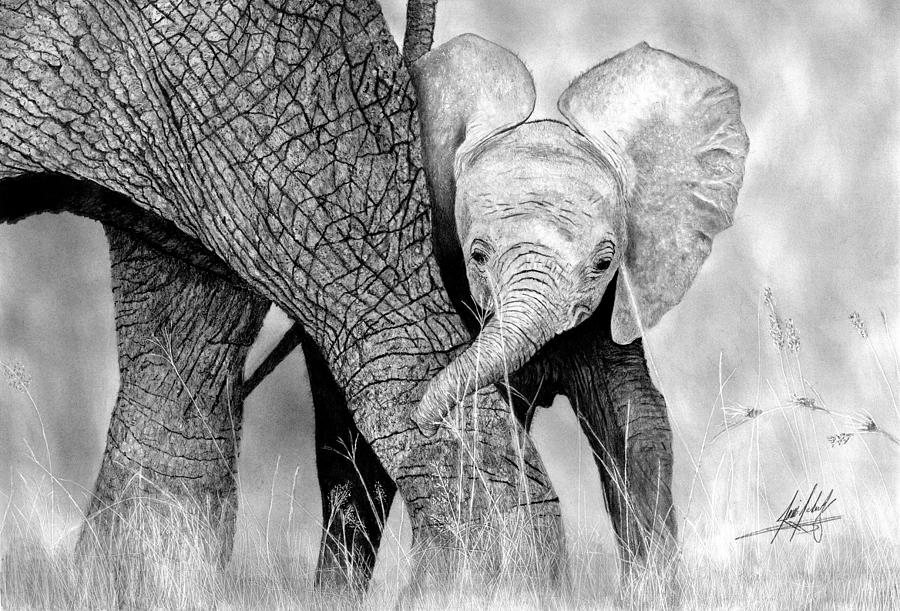 Mother and Baby Elephant Drawing by James Schultz
