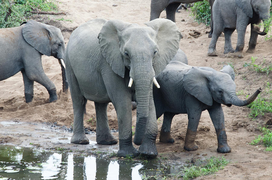 Mother and Baby Elephant Photograph by Elizabeth Westendorf - Fine Art ...