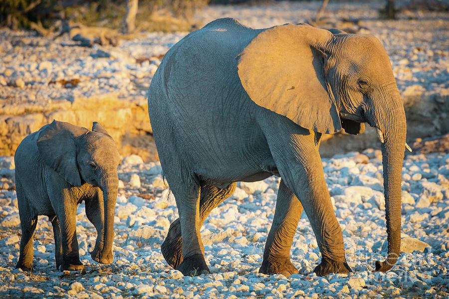 Mother and Baby Elephant Photograph by Inge Johnsson