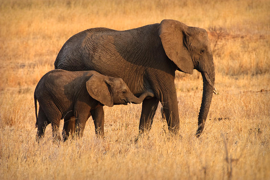 Mother and Baby Elephants Photograph by Adam Romanowicz