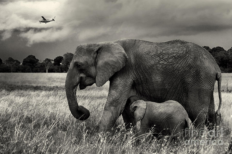 Elephant Photograph - Mother and Baby Elephants by Charuhas Images