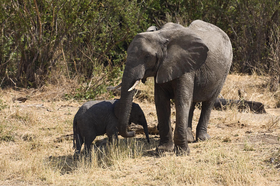 Mother and Baby Elephants Photograph by Sally Weigand