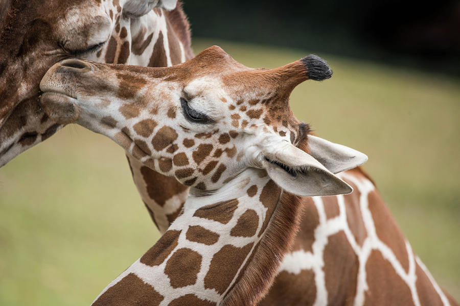 Mother and Baby Giraffes Photograph by Serena Vachon - Fine Art America