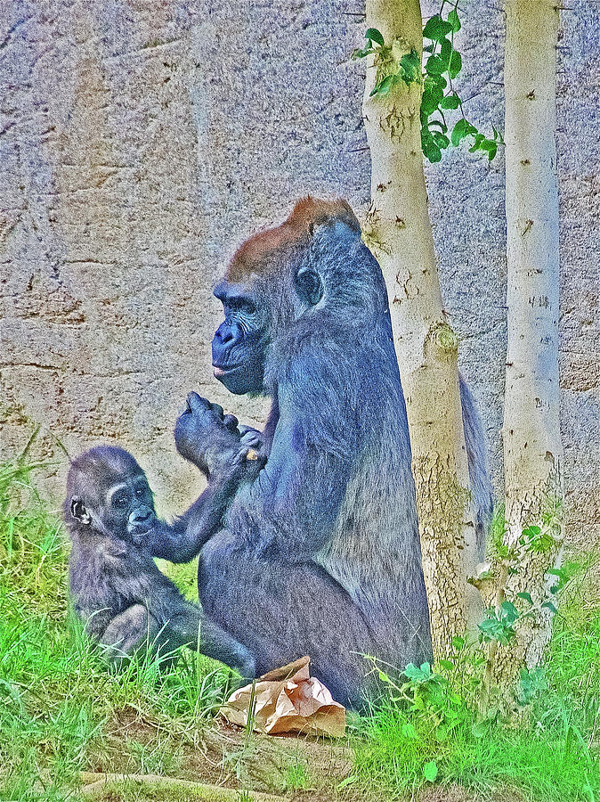 Gorillas at Their Eating Spot in San Diego Zoo Safari Park near Escondidio, California Photograph by Ruth Hager