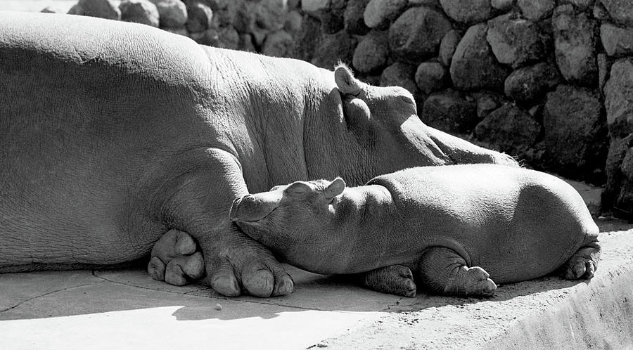 Mother and Baby Hippos Photograph by Frank DiMarco
