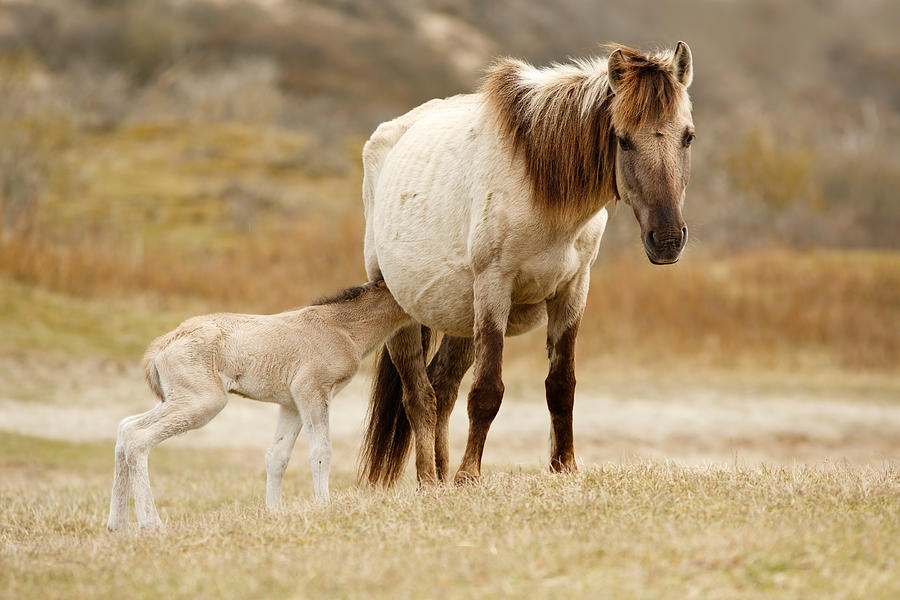 Mother and baby horse Photograph by Roeselien Raimond - Pixels