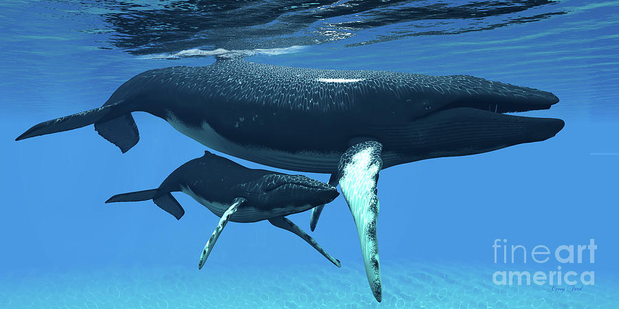 Mother and Baby Humpback Whales Digital Art by Corey Ford