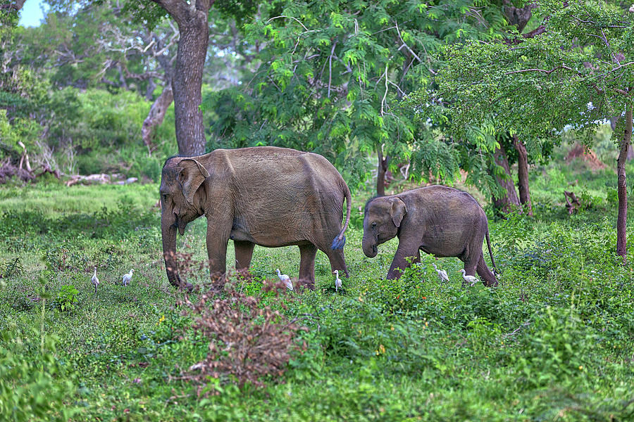 mother and baby, Indian Elephants, are walking through the jungle Photograph by Gina Koch