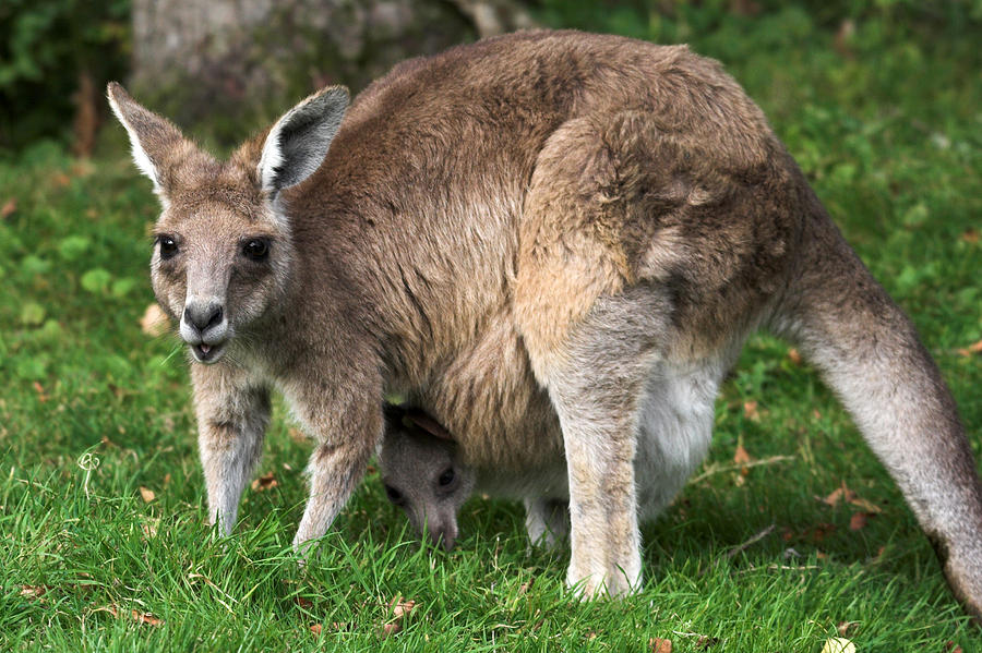 Mother And Baby Kangaroo Photograph by Pierre Leclerc Photography