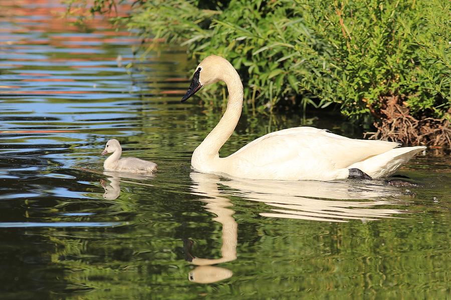 Mother and baby trumpeter swans Photograph by Lynn Hopwood