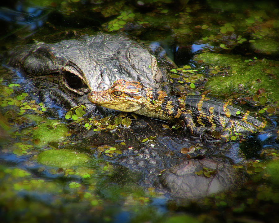Alligator Photograph - Mother And Baby by Mark Andrew Thomas