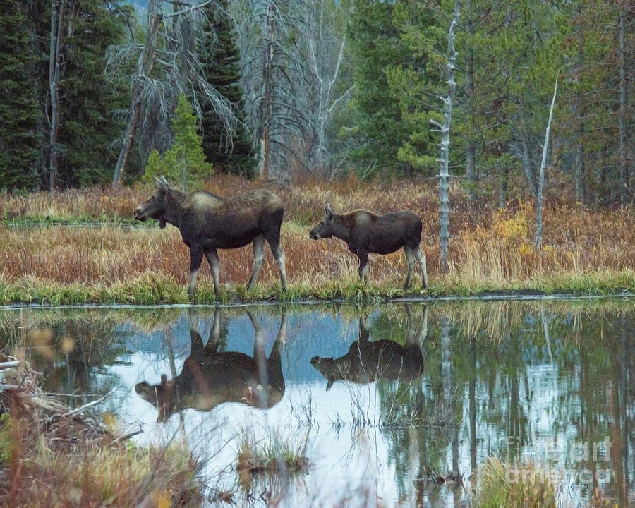 Mother And Baby Moose Reflection Photograph