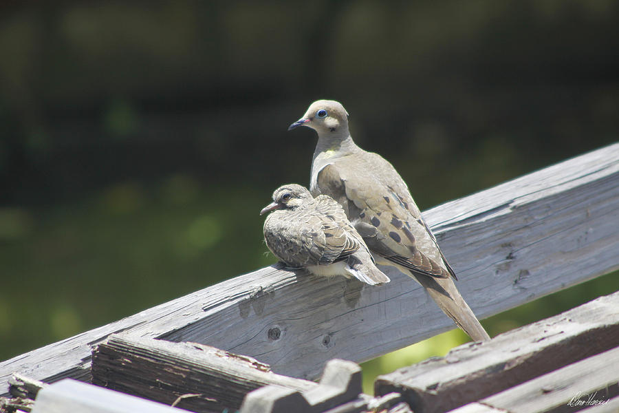Mother and Baby Mourning Doves Photograph by Diana Haronis