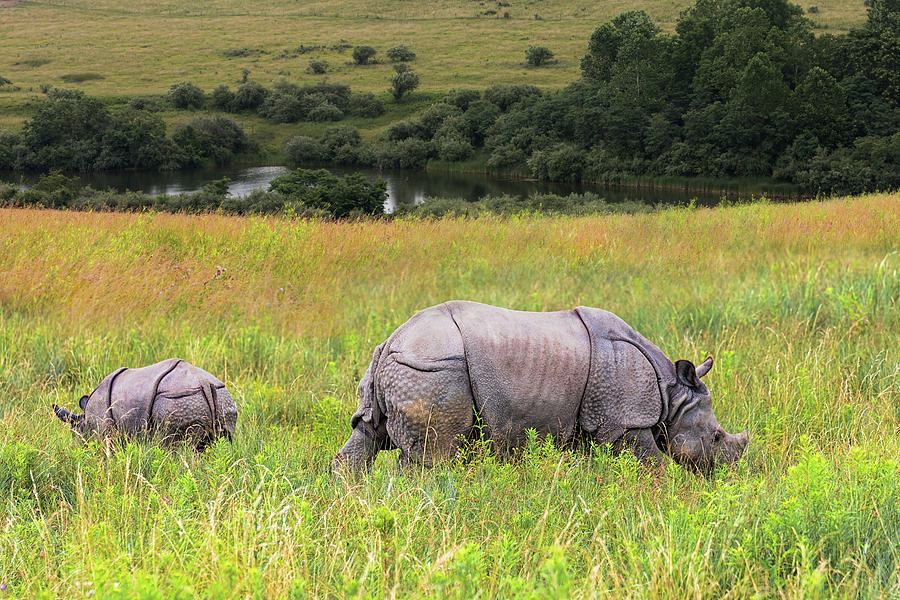 Mother and Baby Rhinos Photograph by Tom Mc Nemar