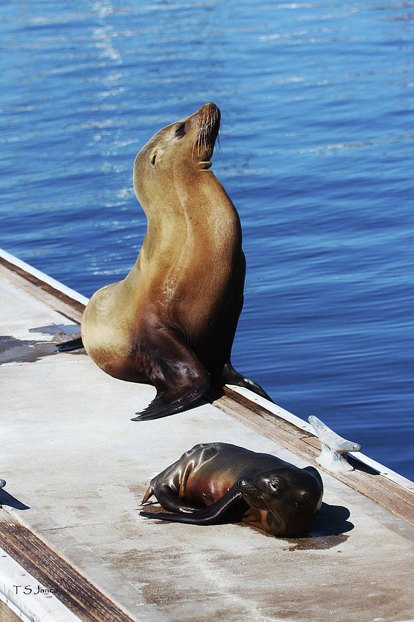 Mother And Baby Sea Lion At Oceanside  Photograph by Tom Janca