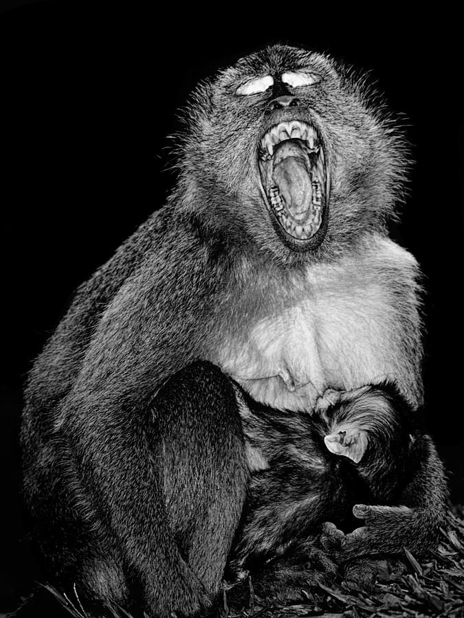 Nature Photograph - Mother and Baby suckling - Macaque by Henry Jager