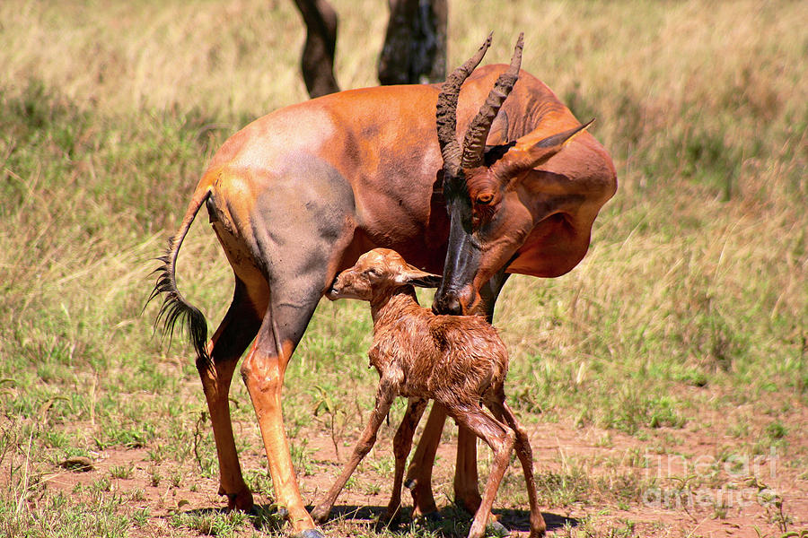 Mother and Baby Topi Antelope Photograph by Bruce Block