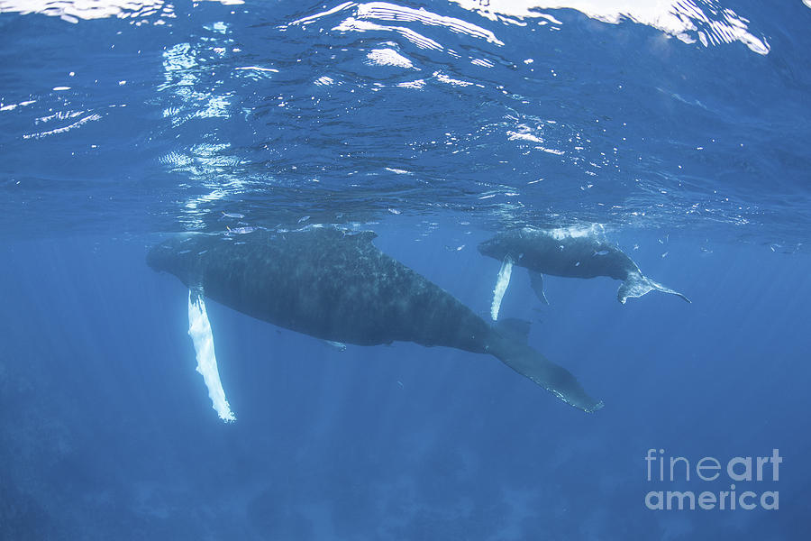 Mother And Calf Humpback Whales Photograph