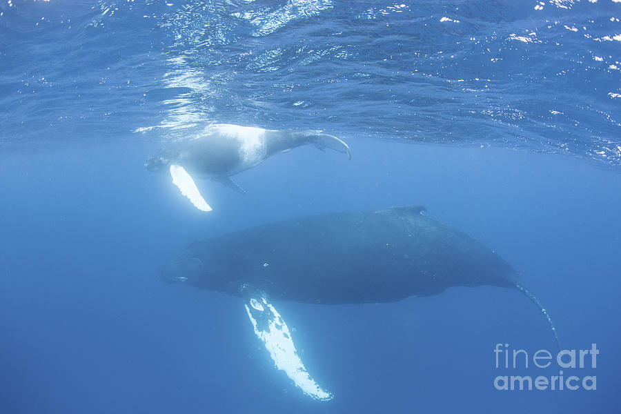 Mother And Calf Humpback Whales Swim Photograph by Ethan Daniels | Fine ...