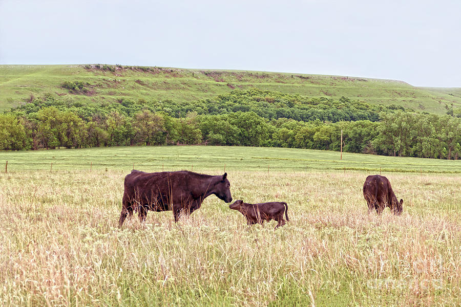 Cow Photograph - Mother and Calf in the Flint Hills by Catherine Sherman
