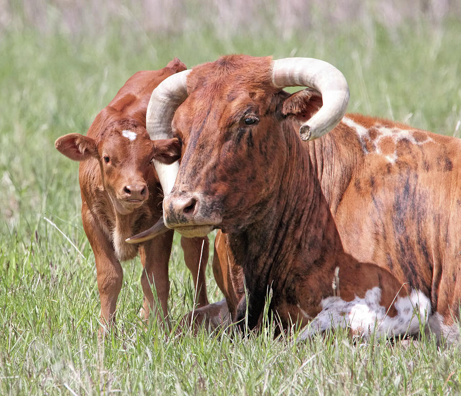 Mother and Calf Texas Longhorn Cattle Photograph by Jennie Marie Schell