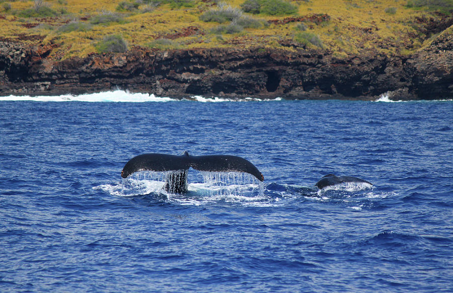 Mother and Calf Whaletails Photograph by Brian Governale