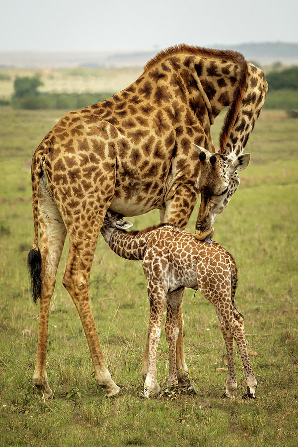 Mother and child giraffes Photograph by Steven Upton