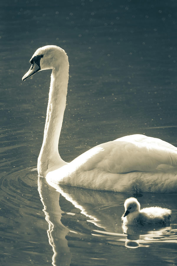 Swan Photograph - Mother and Child by Mary Ann Artz