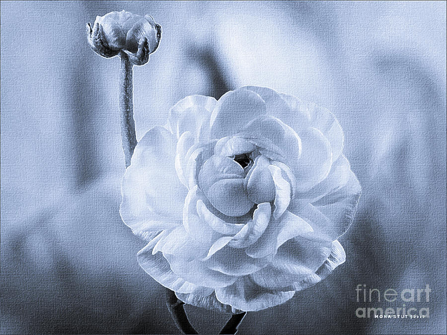 Ranunculus Mother and Child Dreams BW Photograph by Mona Stut