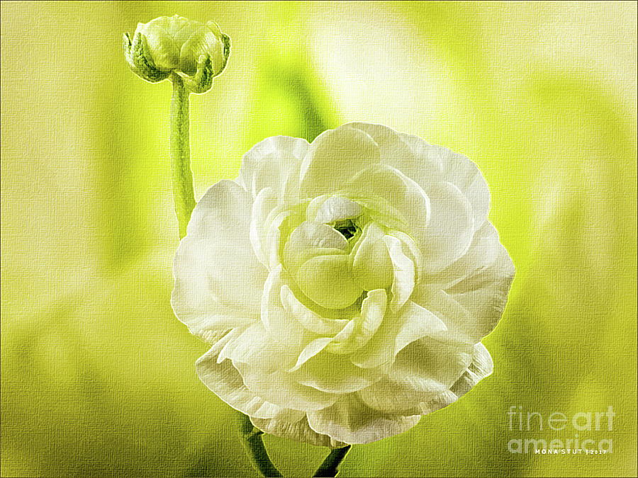 Ranunculus Mother and Child Dreams Photograph by Mona Stut