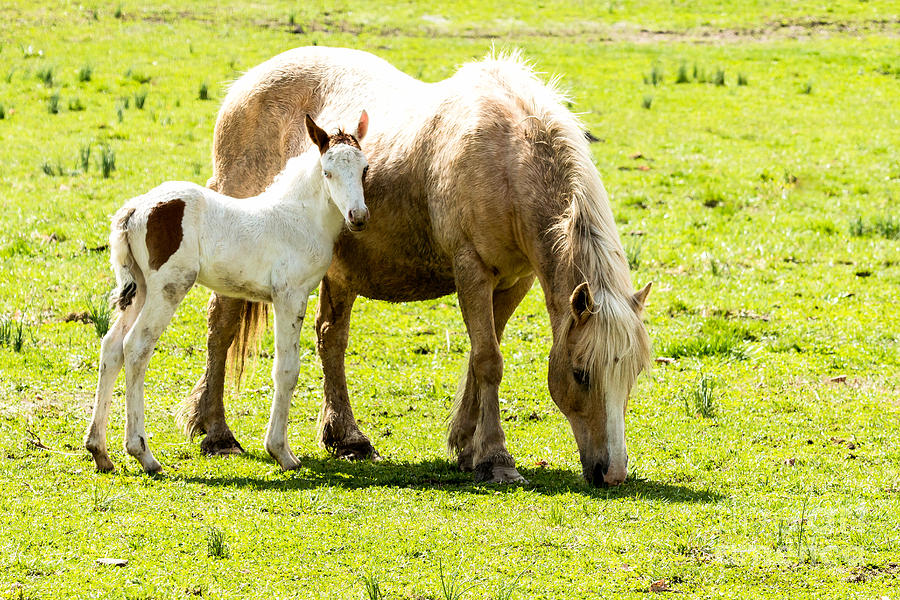 Mother and Child Photograph by Terri Morris - Fine Art America