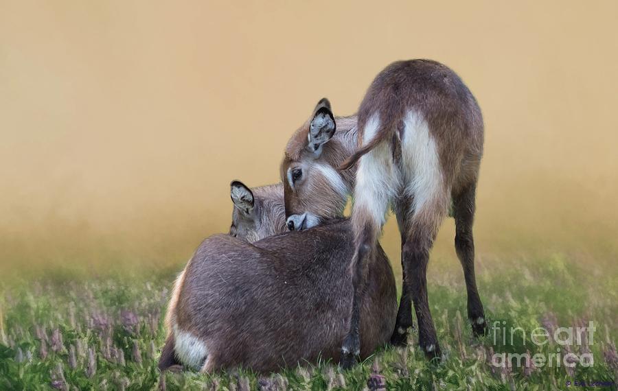 Mother and Child Waterbucks Photograph by Eva Lechner