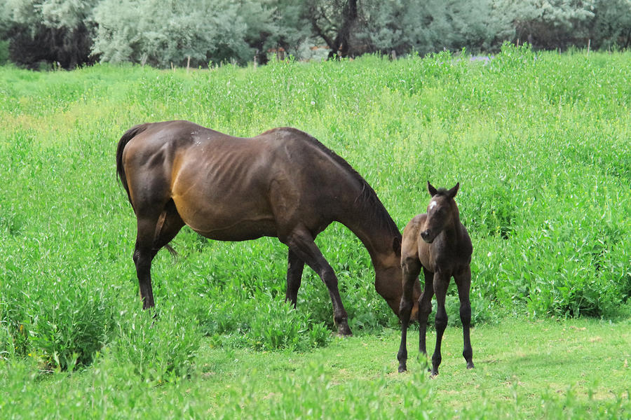 Mother And Colt Photograph