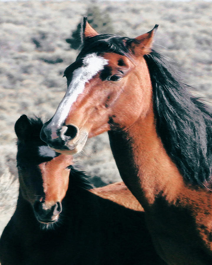 Mother and Colt Wild Photograph by Terry Fiala