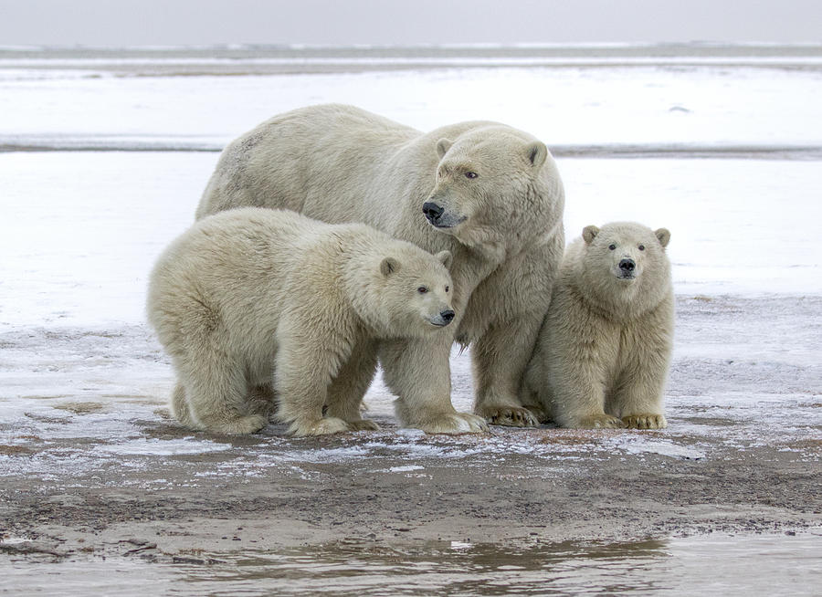 Mother and Cubs in the Arctic Photograph by Cheryl Strahl