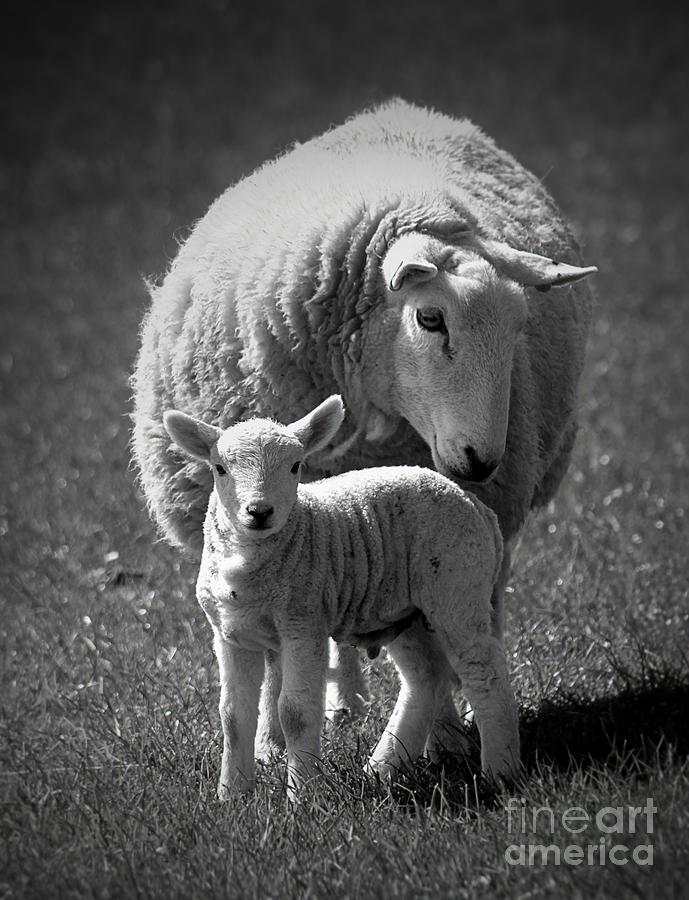 Sheep Photograph - Mother and Daughter by Clare Bevan