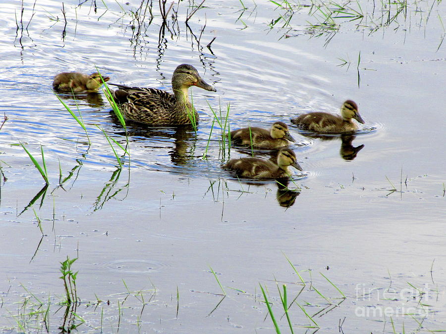 Mother and ducklings Photograph by Sean Griffin