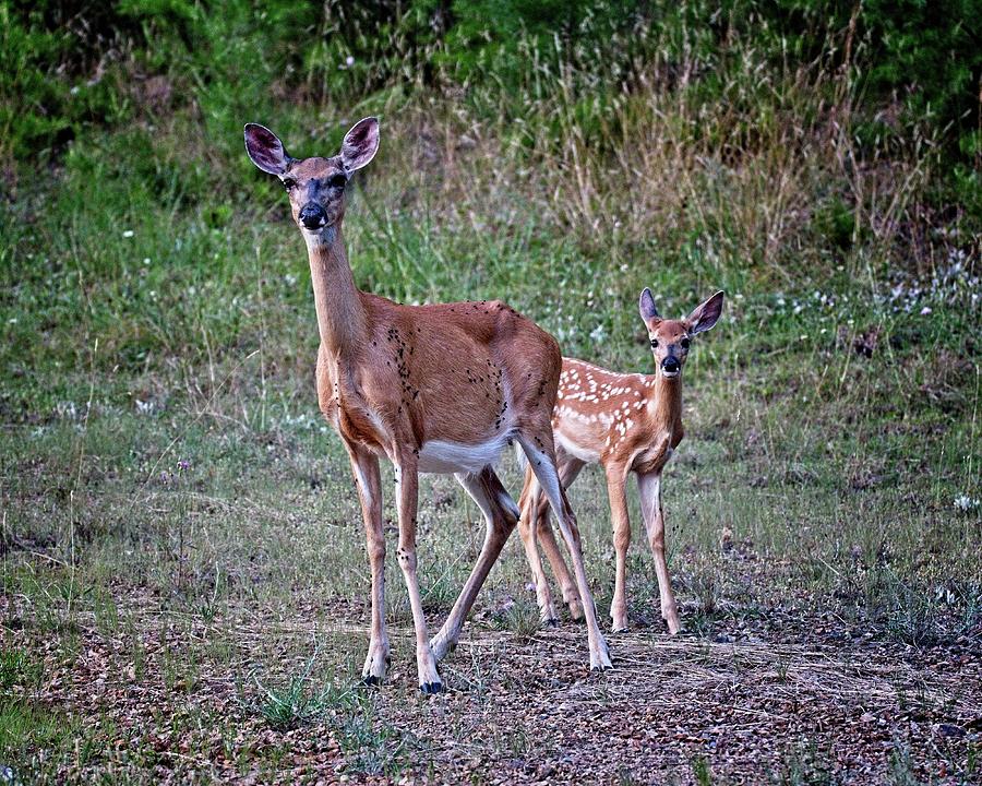 Mother and Fawn Photograph by Ronald Lutz