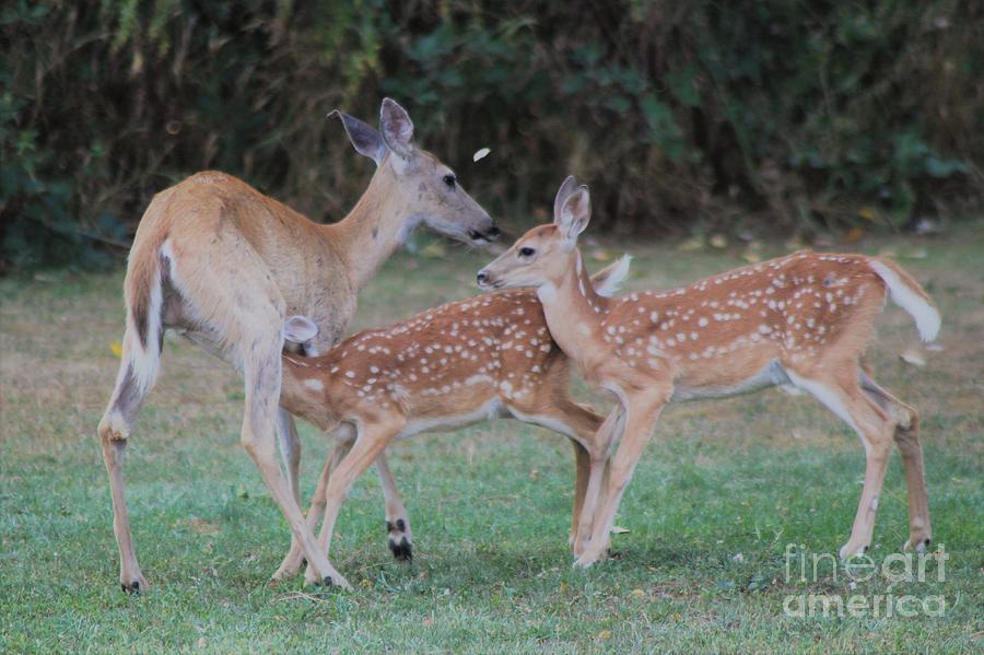 Mother and Fawns Photograph by Roxanne Basford Mother and Fawns Photograph by Roxanne Basford