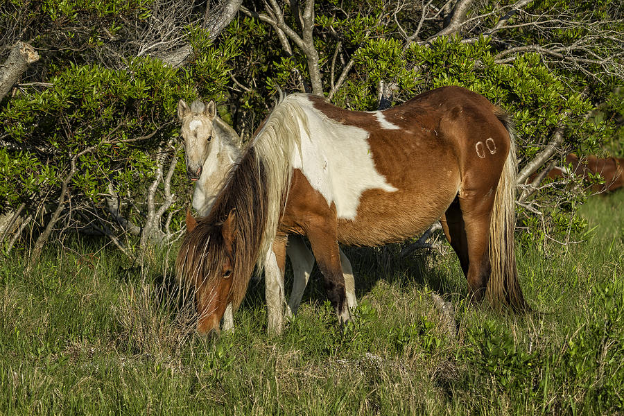 Mother and Foal No. 1 - Chincoteague Ponies Assateague Horses Photograph by Belinda Greb