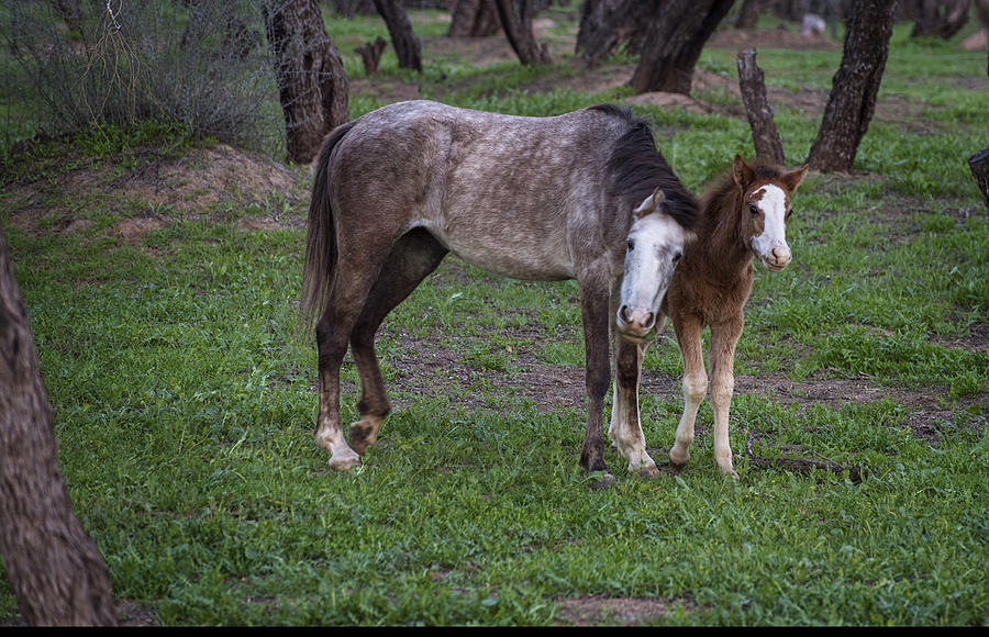 Foal Photograph - Mother and Foal Wild Salt River horses 3 by Dave Dilli