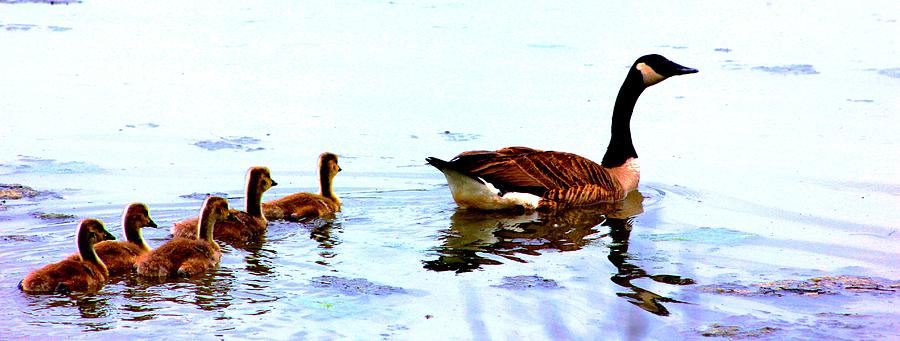 Mother And Her Goslings. Photograph