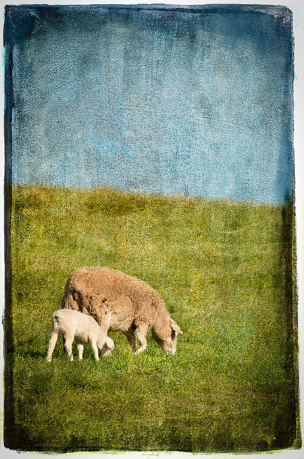 Mother and Lamb Photograph by Joye Ardyn Durham