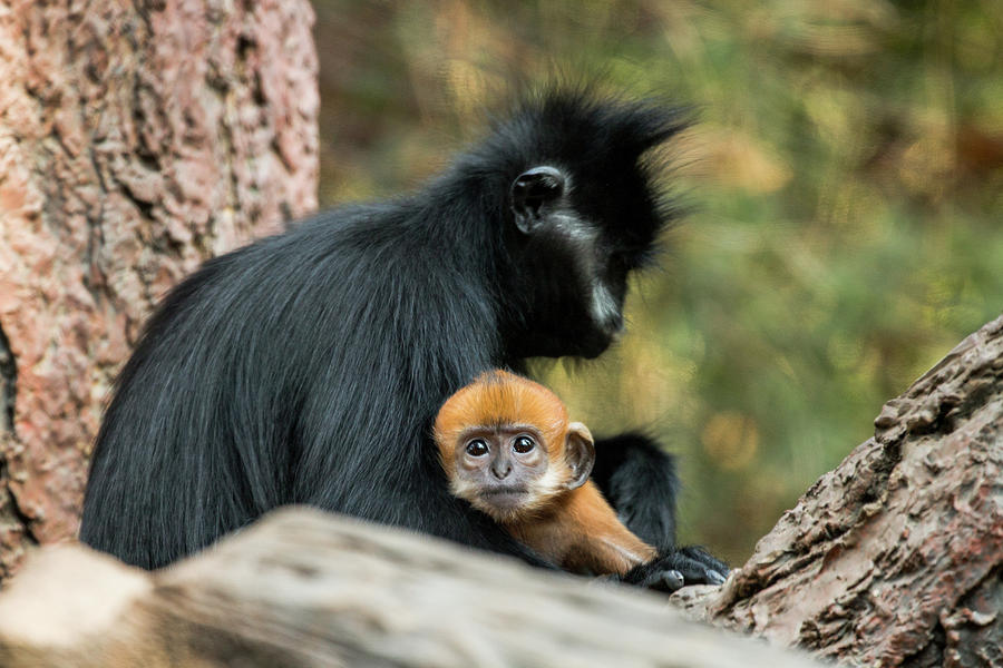 Mother and son Photograph by Dynelle Lopez - Fine Art America