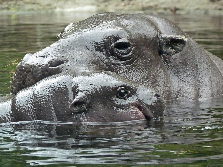 Hippopotamus Photograph - Mother And Son - Pygmy Hipppopotamus by Margaret Saheed