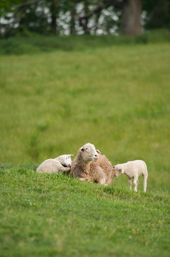 Mother and Two Lambs Photograph by Joye Ardyn Durham