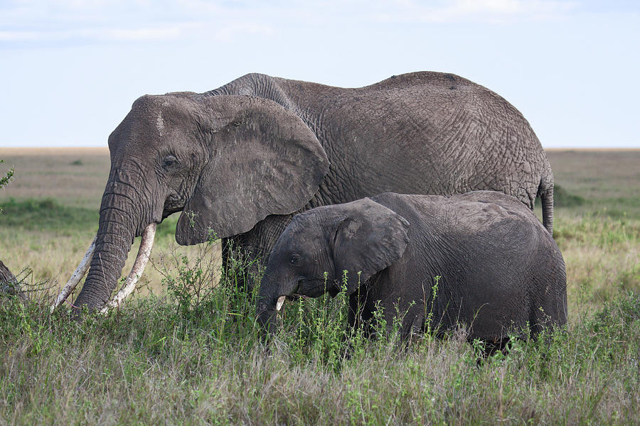 Mother and Young Elephants Photograph by Sally Weigand