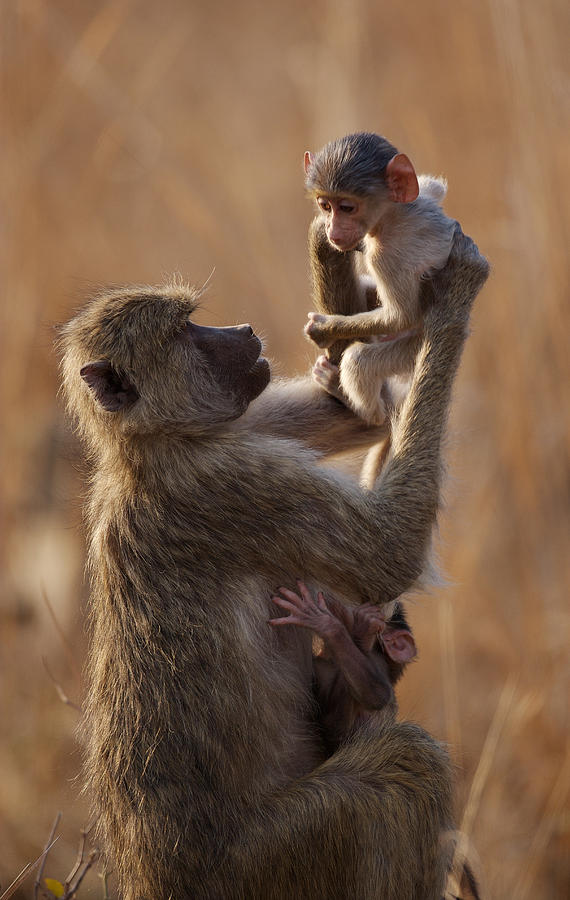Mother baboon lifts child Photograph by Johan Elzenga