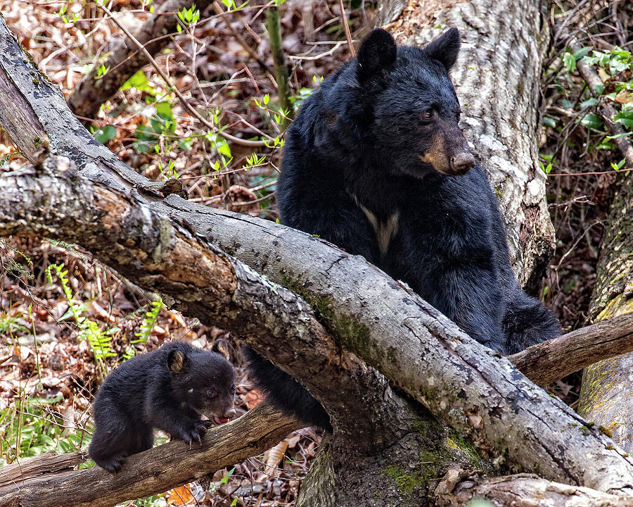 Mother Bear and Cub Photograph by Alan Raasch