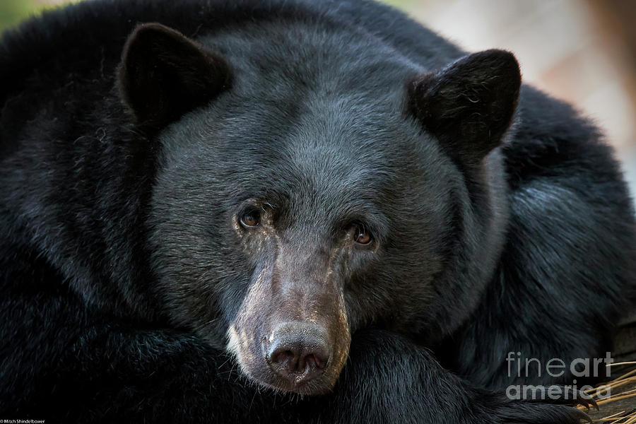 Mother Bear Photograph by Mitch Shindelbower